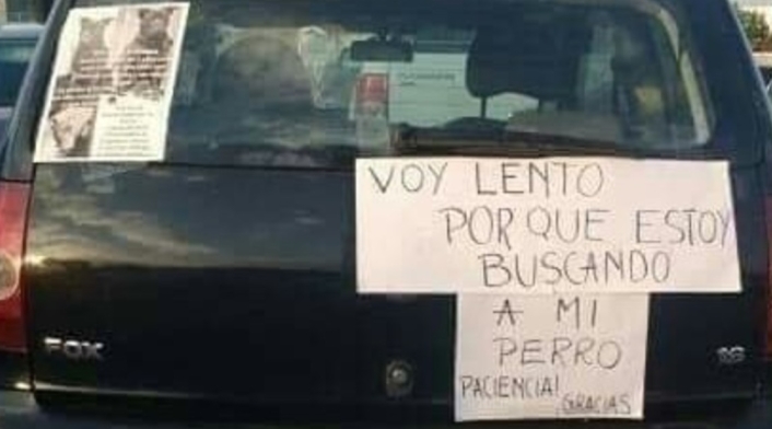 Conductor busca a su perro perdido Conductor busca a su perro perdido