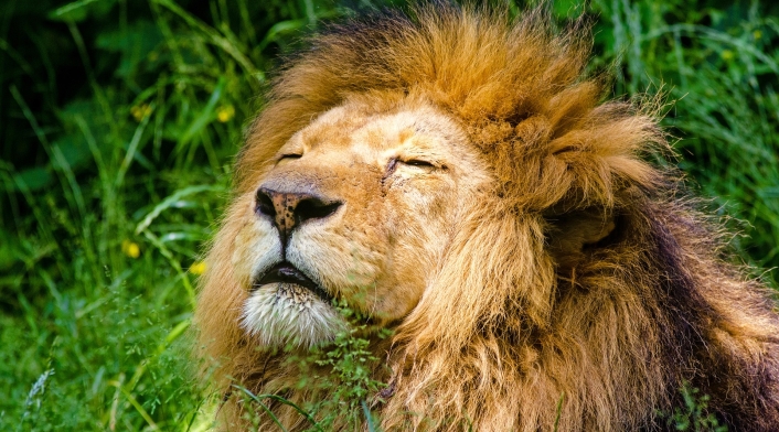 León