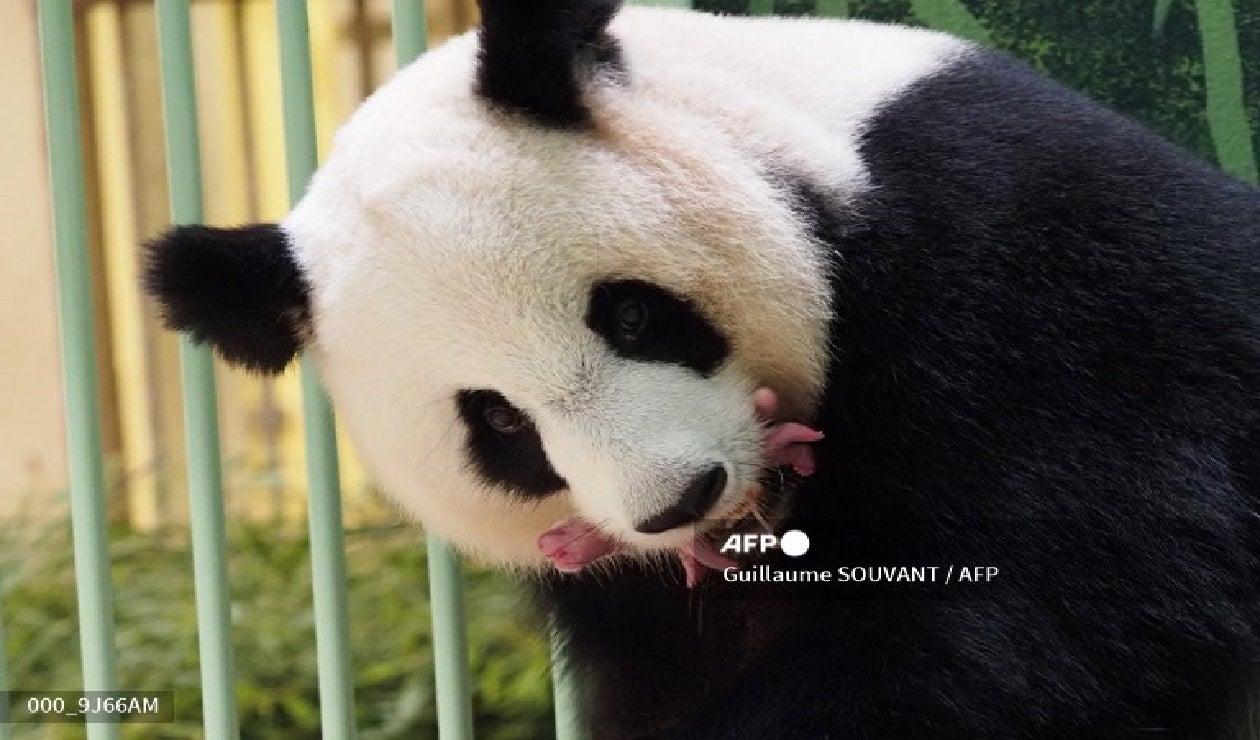 Maternidad panda