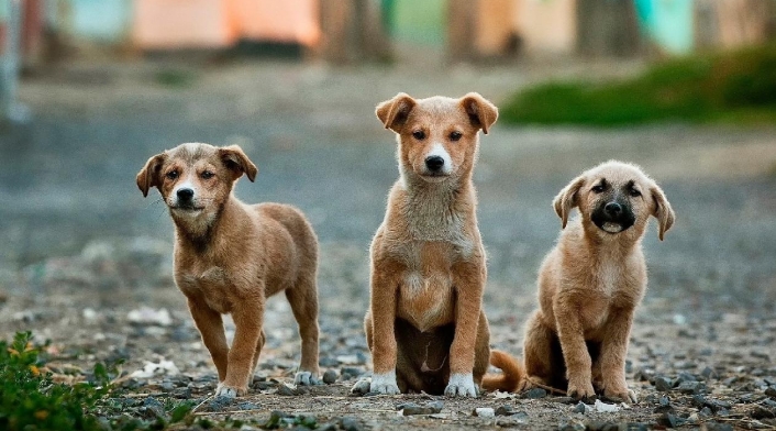 Perritos