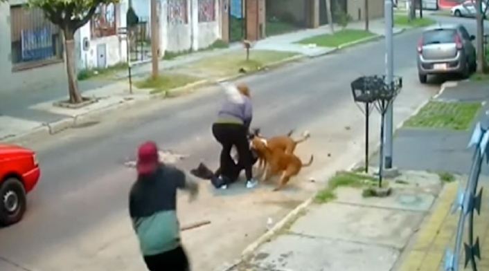Pitbulls