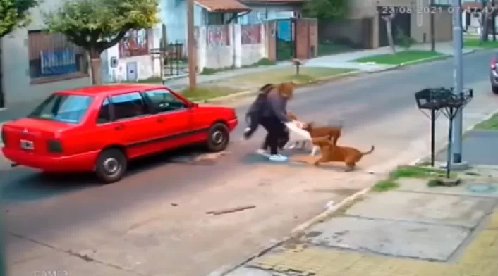 Pitbulls muerden a una mujer
