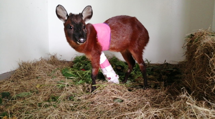 Venado fallecido en Bogotá