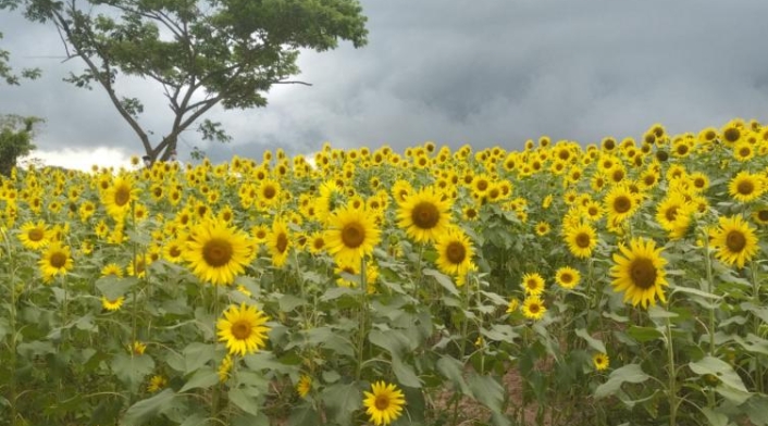 Ruta del girasol en Atlántico Ruta del girasol en Atlántico
