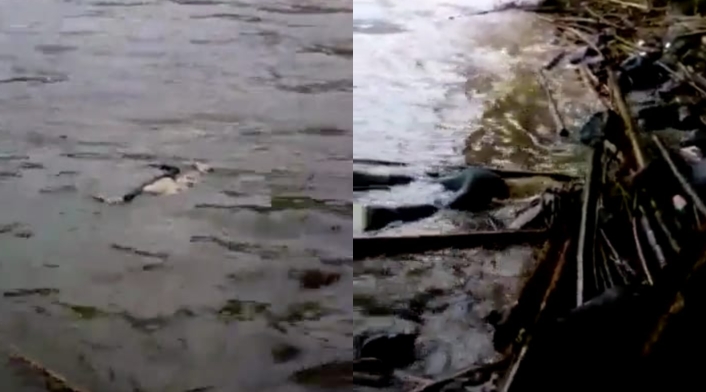 Cuerpos en el río Cauca en Marsella, Risaralda