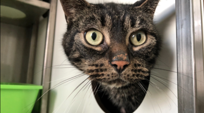 Gato abandonado por 52 días