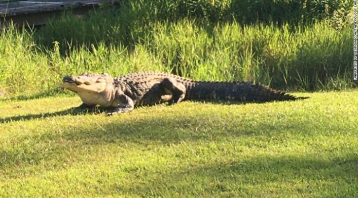 Muere el cocodrilo más famoso del mundo