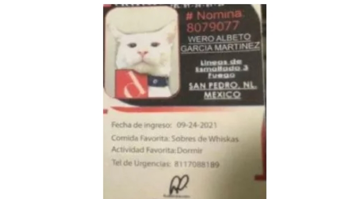 Gato vigilante