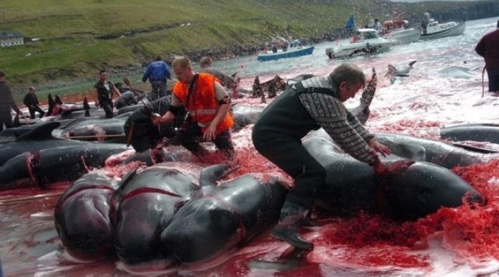 caza de delfines