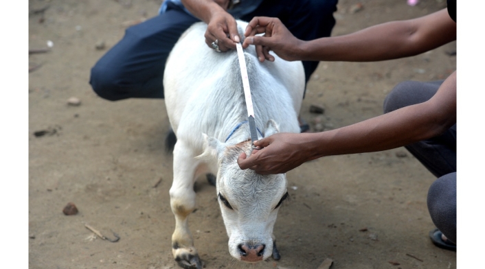 Rani, la vaca más pequeña del mundo