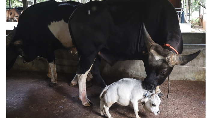 Rani, la vaca más pequeña del mundo
