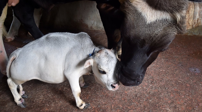 Rani es certificada como la vaca más pequeña del mundo.