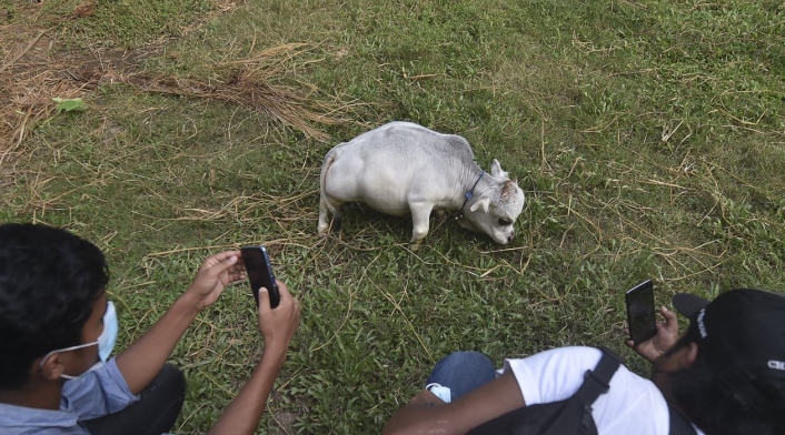 Rani, la vaca más pequeña del mundo