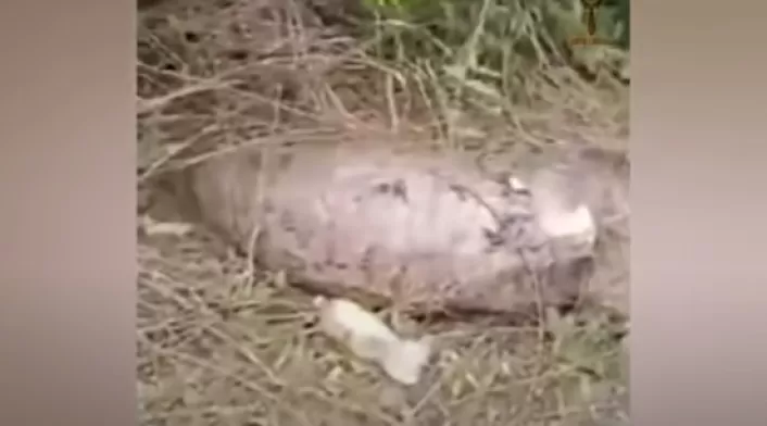Pitón come vaca y explota