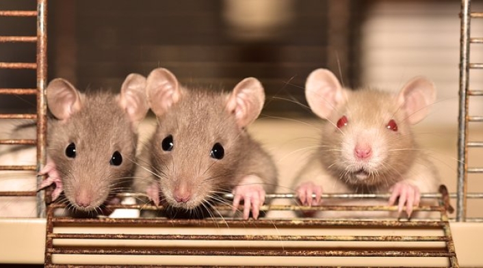 Estrategias efectivas para acabar con los ratones en casa Estrategias efectivas para acabar con los ratones en casa