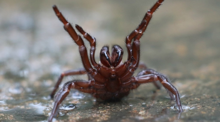 Araña Araña