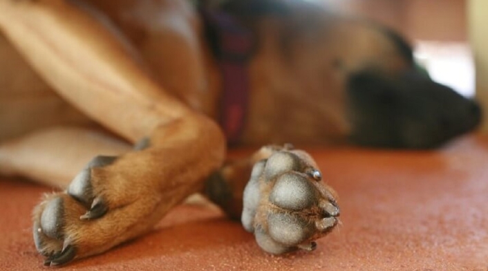 Perro asesinado Huila