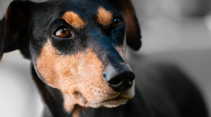 perro Perro