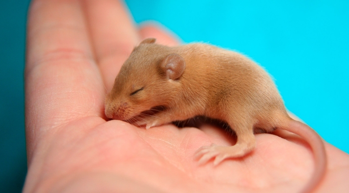 Ratón pequeño