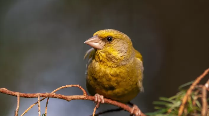 Ave- pájaro referencia