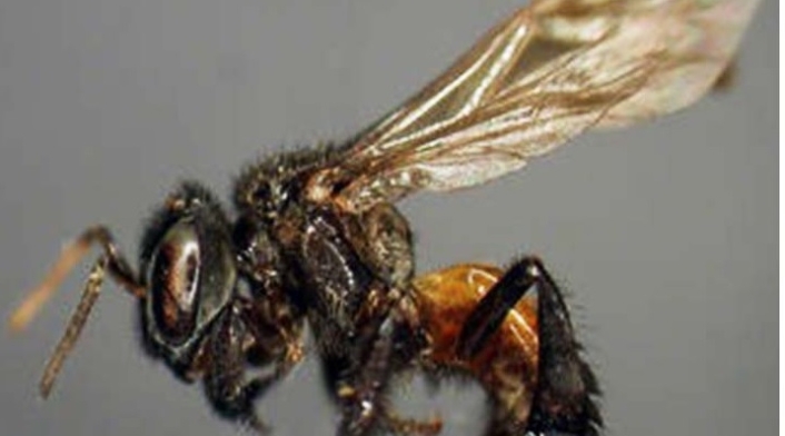 Abejas Carnívoras