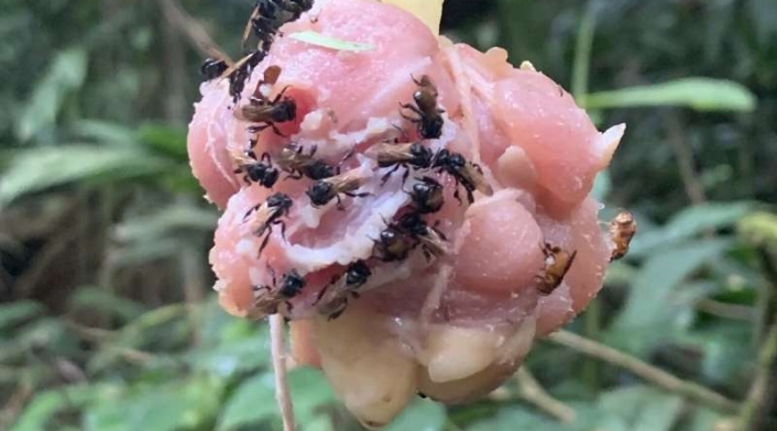 Abejas Carnívoras