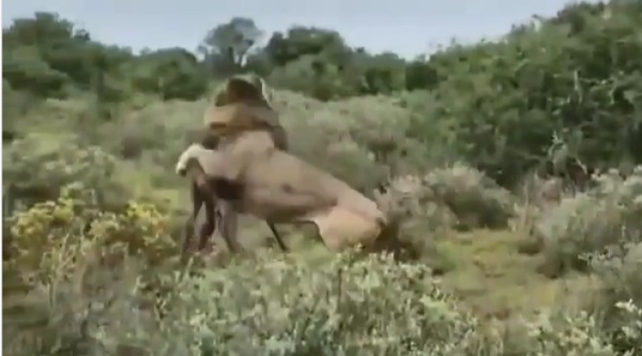 León ataca a una cría de jirafa León ataca a una cría de jirafa