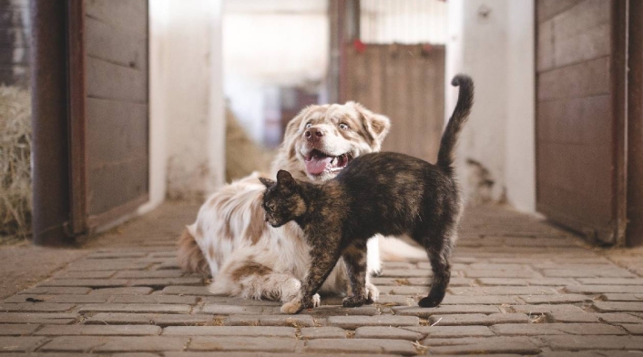 Perro y gato, mascotas con grupo sanguíneo Perro y gato