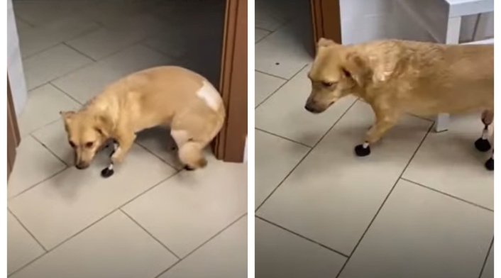 Perrita con implantes biónicos Perrita con implantes biónicos