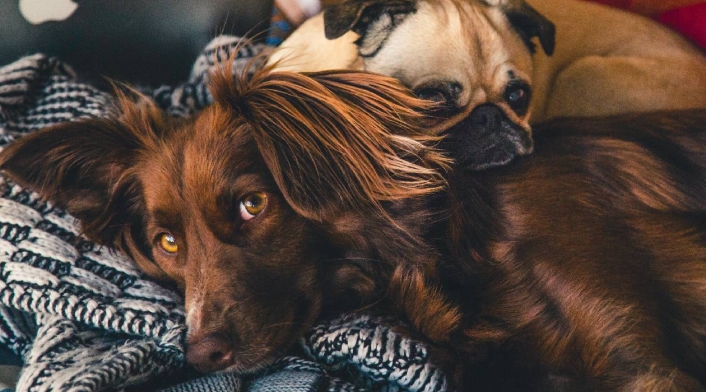 Perros dormidos Perros acostados