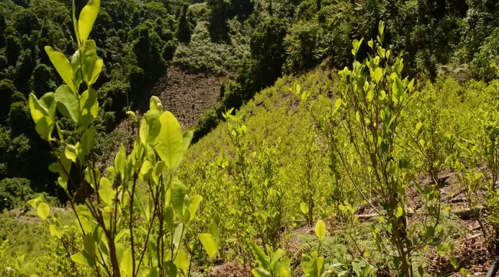 Hoja de coca