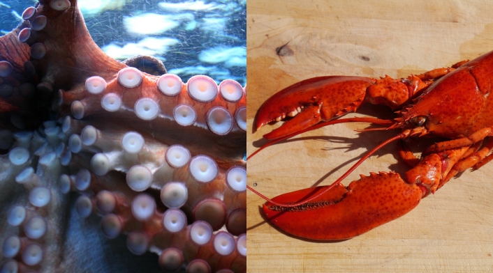 Pulpo y langosta sienten dolor cefalópodos sienten dolor