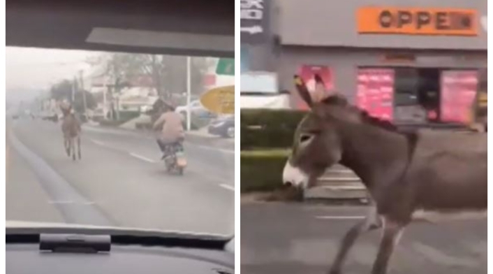 Burro huyendo de restaurante en China