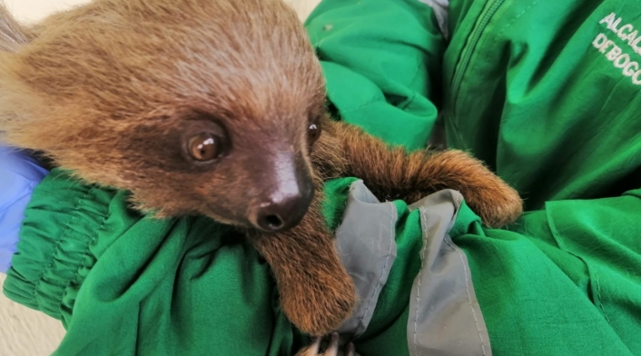 Oso perezoso rescatado en Bogotá