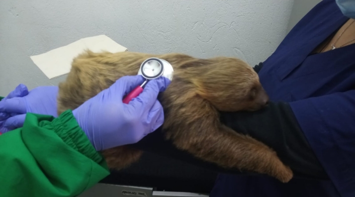 Oso perezoso rescatado en Bogotá