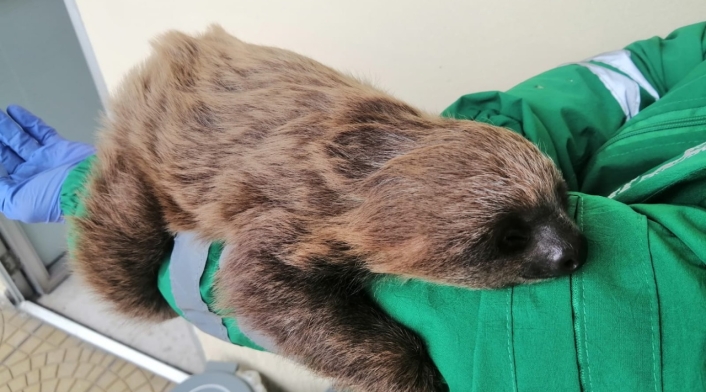 Oso perezoso rescatado en Bogotá