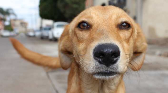 Maltrato animal, perro