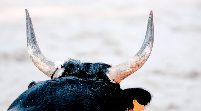 Toro de cuernos grandes en una plaza Toro de cuernos grandes en corrida