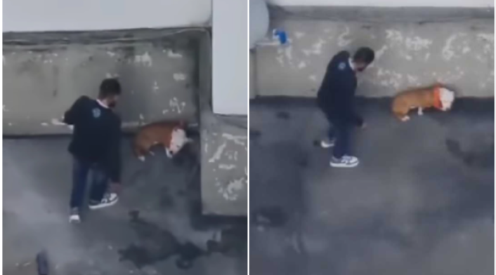 Agresión a perrita pitbull en Bogotá