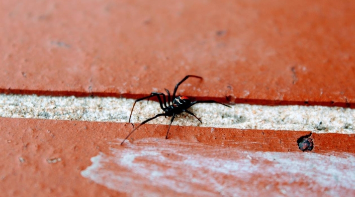 Araña negra y roja