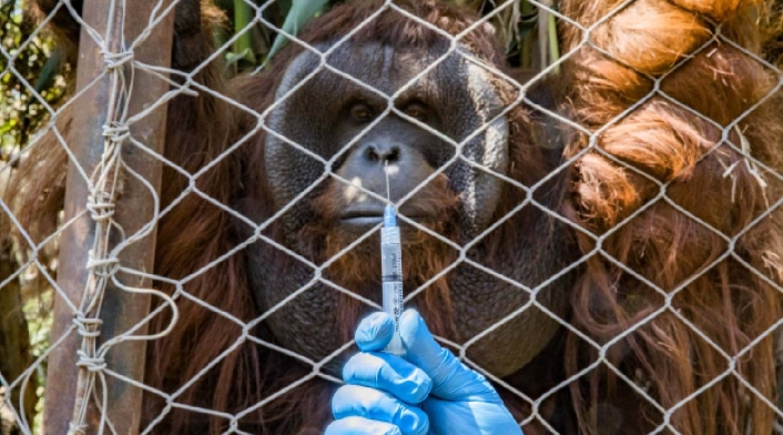 Buin Zoo en Chile