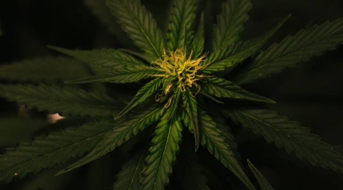 Cannabis en China Cannabis en China