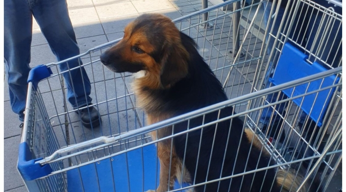 Perrito abandonado Perrito abandonado