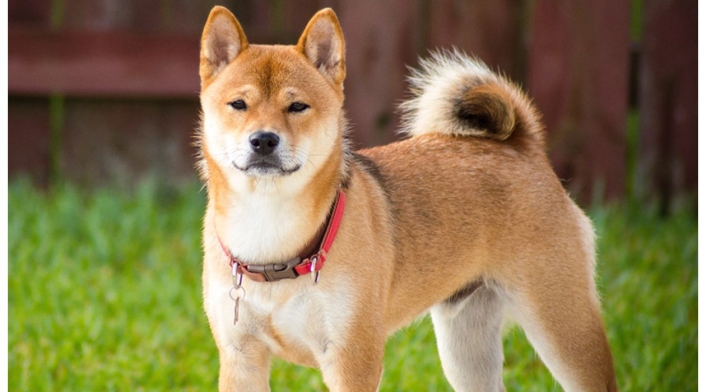 Akita Inu