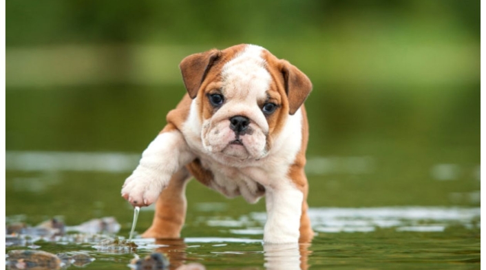 Bulldog Inglés