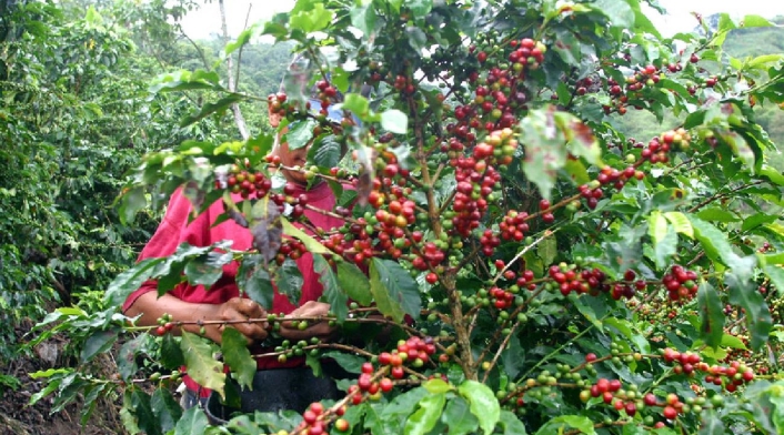 Café de Colombia Café de Colombia