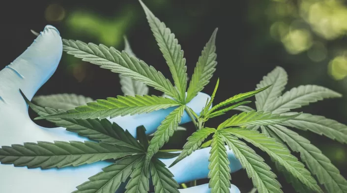 Cannabis