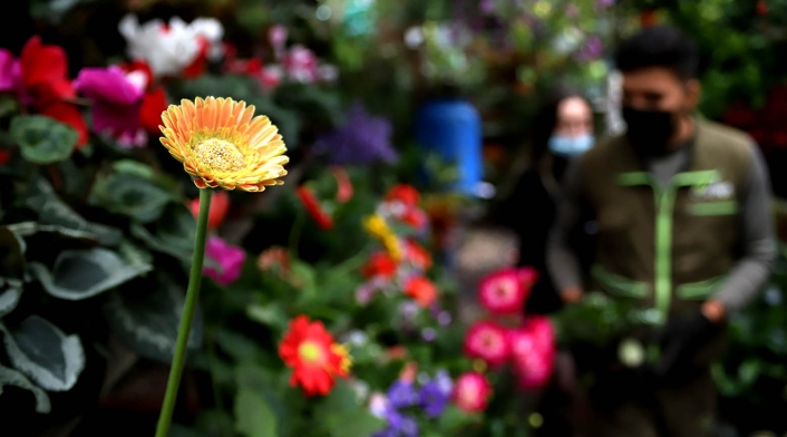 El fenómeno de hablarle a las plantas: ¿Mito o realidad? El fenómeno de hablarle a las plantas: ¿Mito o realidad?