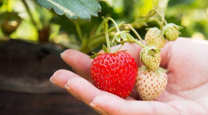 Fresas - imagen de referencia