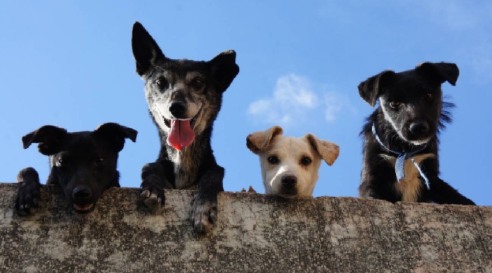 Los perros y los idiomas